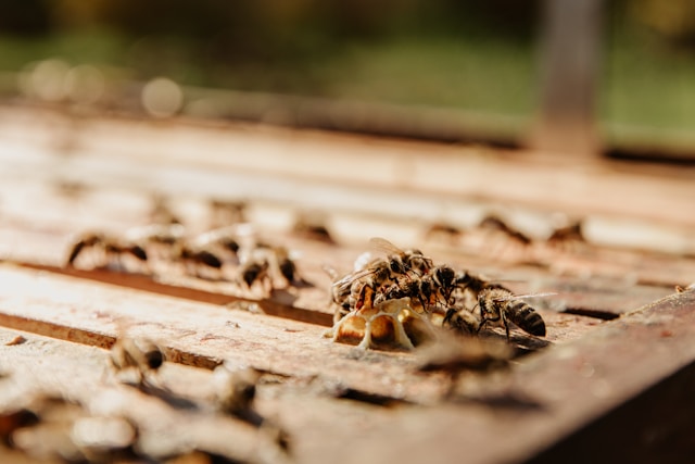The Hidden Cost of Termite Infestation in Singapore Condos